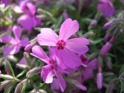 phlox subulata bluete