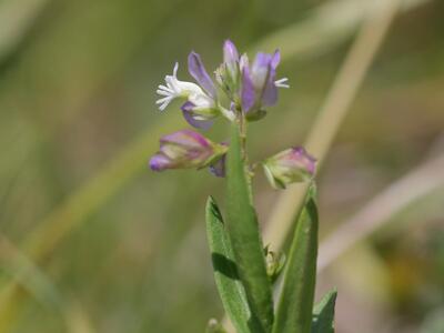 polygala alpestris