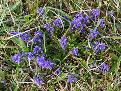 polygala amarella