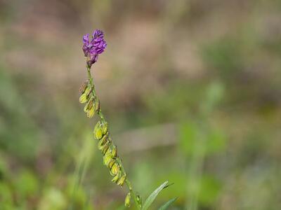 polygala comosa