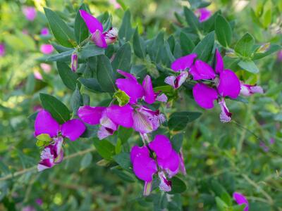 polygala myrtifolia