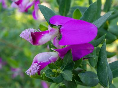 polygala myrtifolia detail