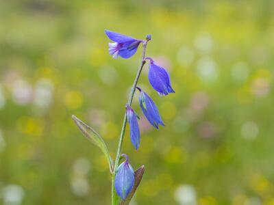 polygala serpyllifolia