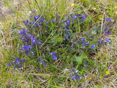 polygala serpyllifolia habitus