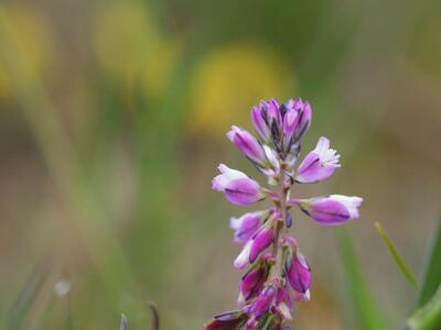 polygala vulgaris ssp collina