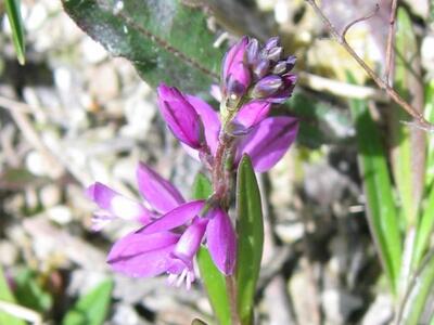 polygala vulgaris ssp vulgaris