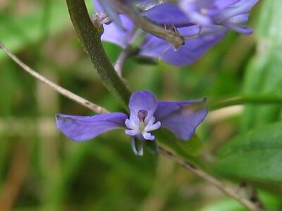 polygala vulgaris ssp vulgaris bluete