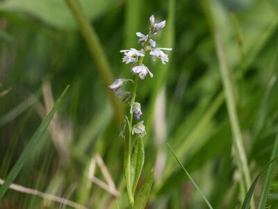 polygala vulgaris ssp vulgaris weiss