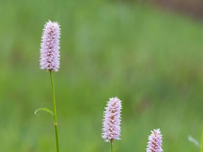 bistorta officinalis