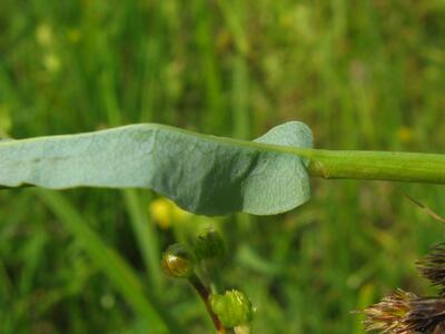 bistorta officinalis blatt