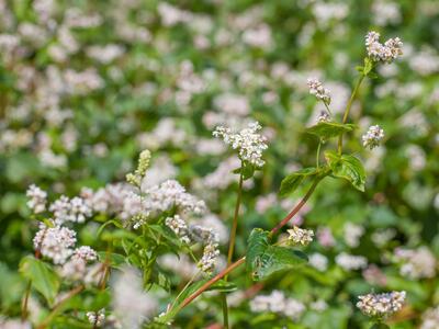 fagopyrum esculentum