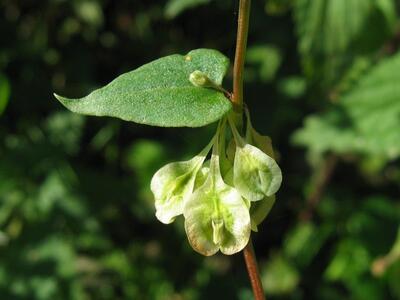 fallopia dumetorum