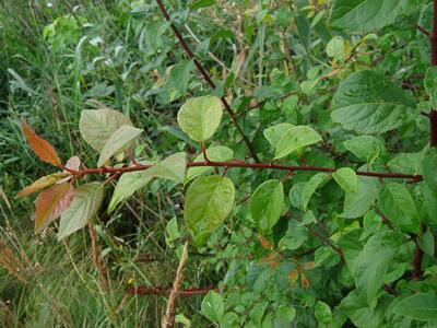 fallopia sachalinensis