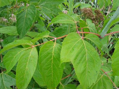 fallopia x bohemica