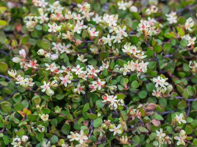 muehlenbeckia axillaris detail