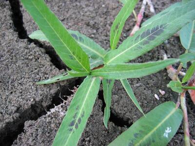 persicaria amphibia blatt