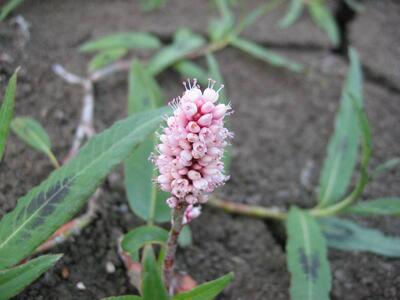 persicaria amphibia bluete