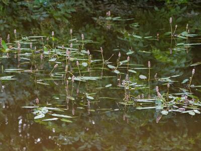 persicaria amphibia habitus