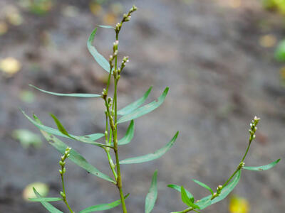 persicaria hydropiper