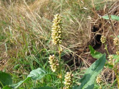 persicaria lapathifolia