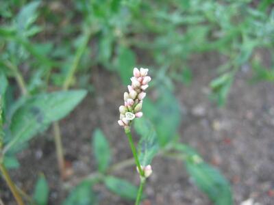 persicaria maculosa