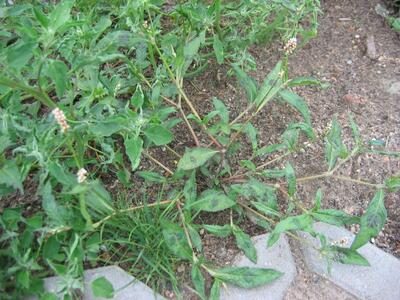 persicaria maculosa habitus