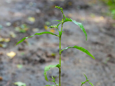 persicaria minor