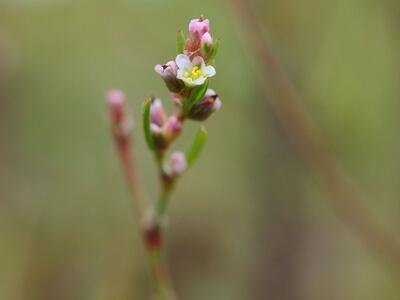 polygonum arenastrum