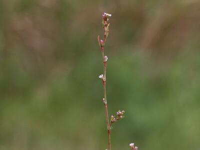 polygonum aviculare