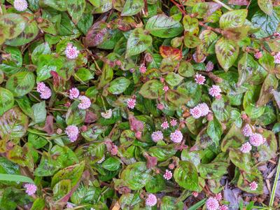 polygonum capitatum