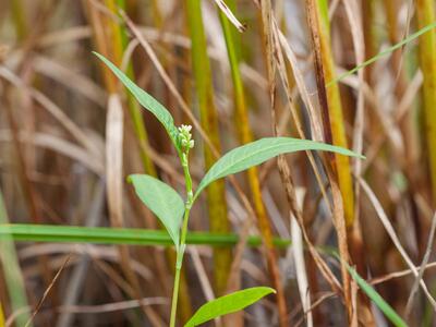 polygonum mite