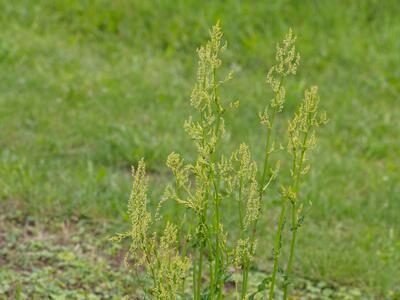 rumex acetosa