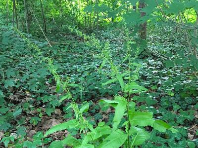 rumex conglomeratus