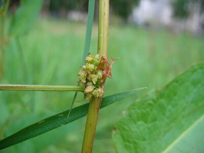 rumex conglomeratus detail