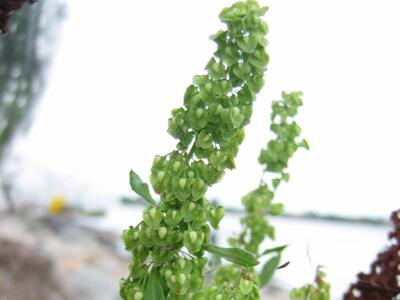 rumex crispus