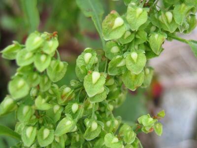 rumex crispus detail