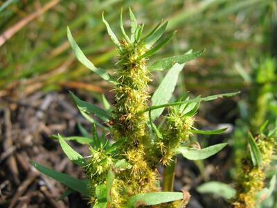 rumex maritimus