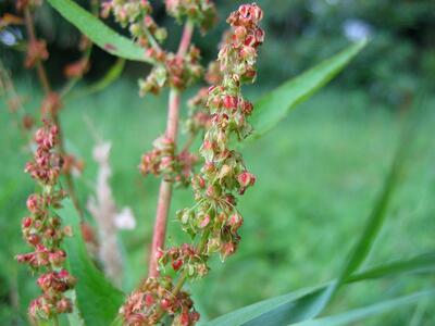 rumex obtusifolius