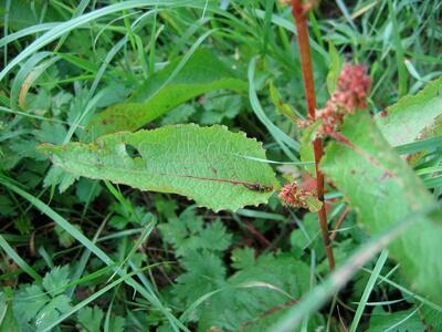 rumex obtusifolius blatt