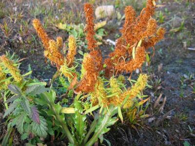 rumex palustris hybrid