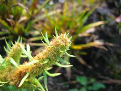 rumex palustris hybrid detail