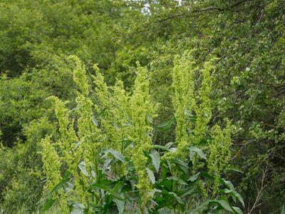 rumex patientia