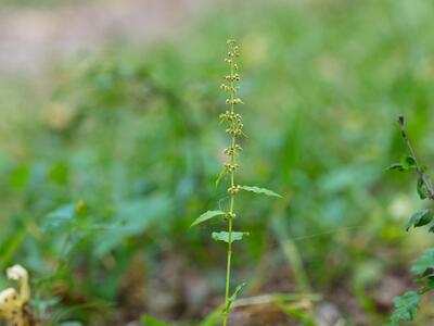 rumex sanguineus