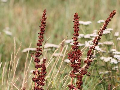 rumex stenophyllus