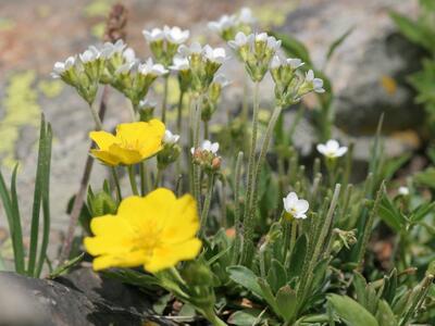 androsace obtusifolia