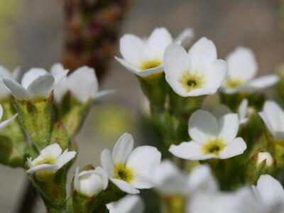 androsace obtusifolia detail