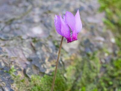 cyclamen purpurascens