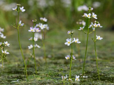 hottonia palustris