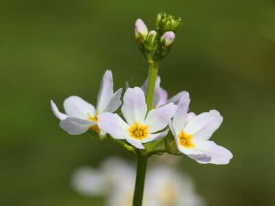 hottonia palustris detail