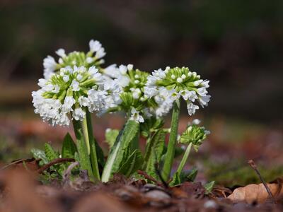 primula denticulata